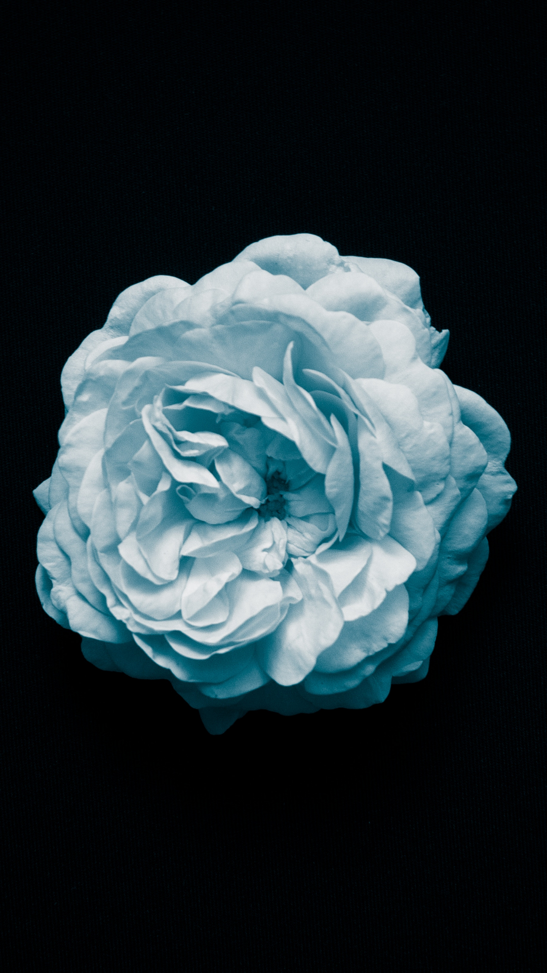Flower, White, Macro, Minimalism iPhone Wallpaper