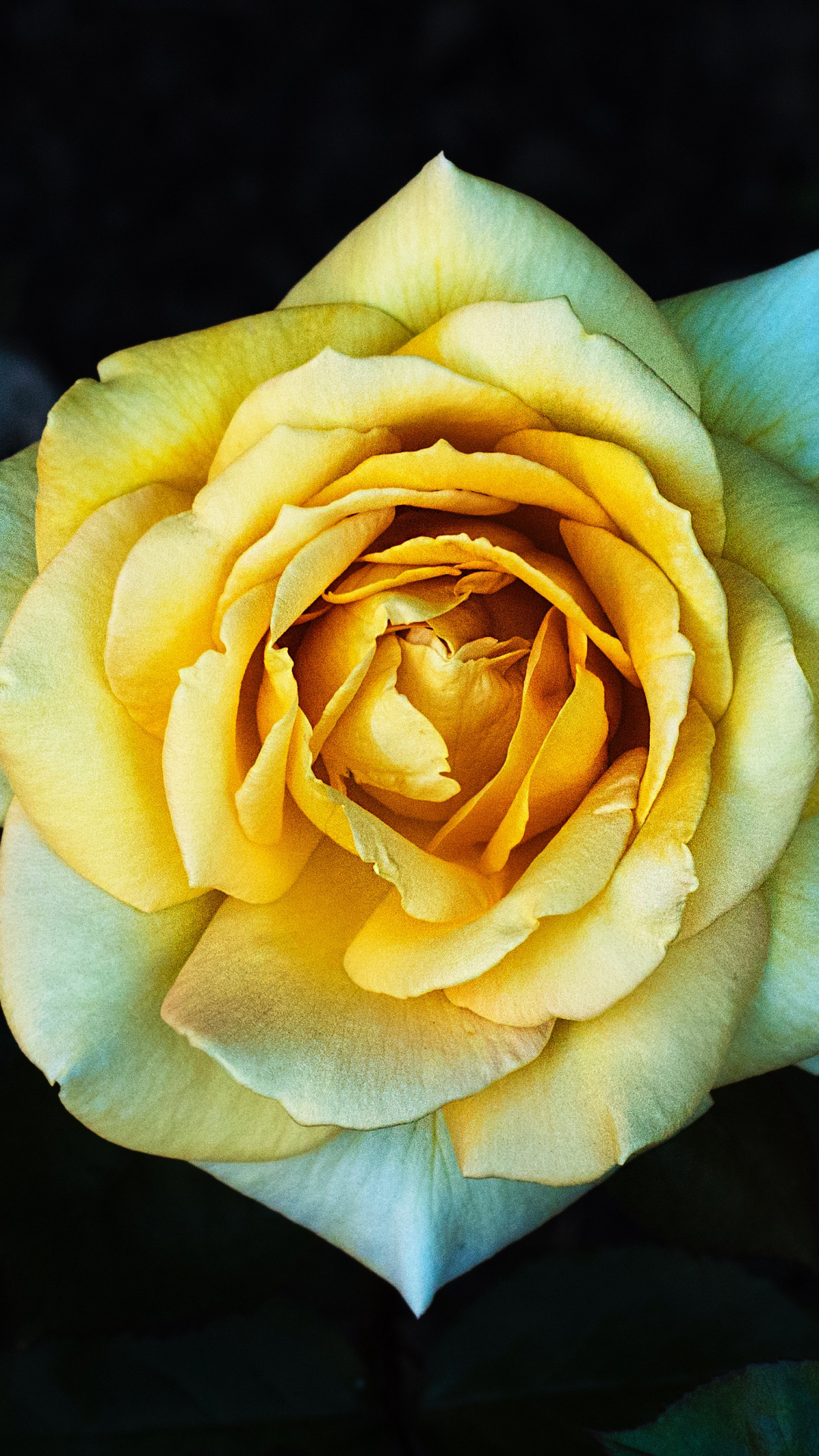 Flower, Rose iPhone Wallpaper