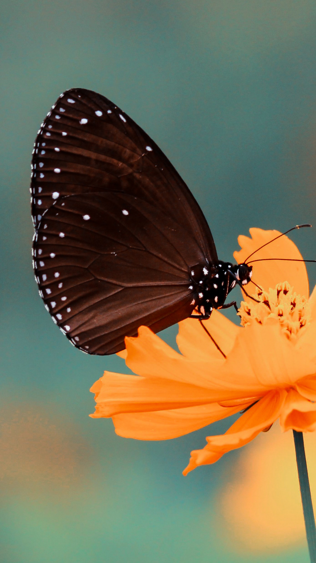 Black Butterfly Contrast iPhone Wallpaper