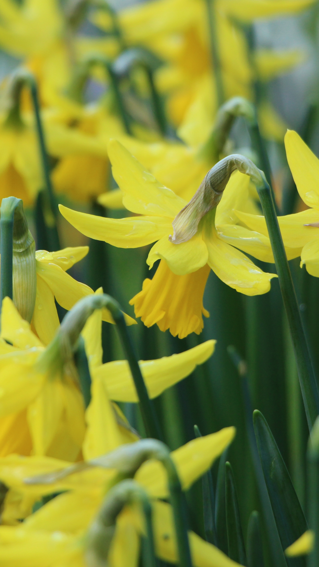 Springtime Daffodils iPhone Wallpaper