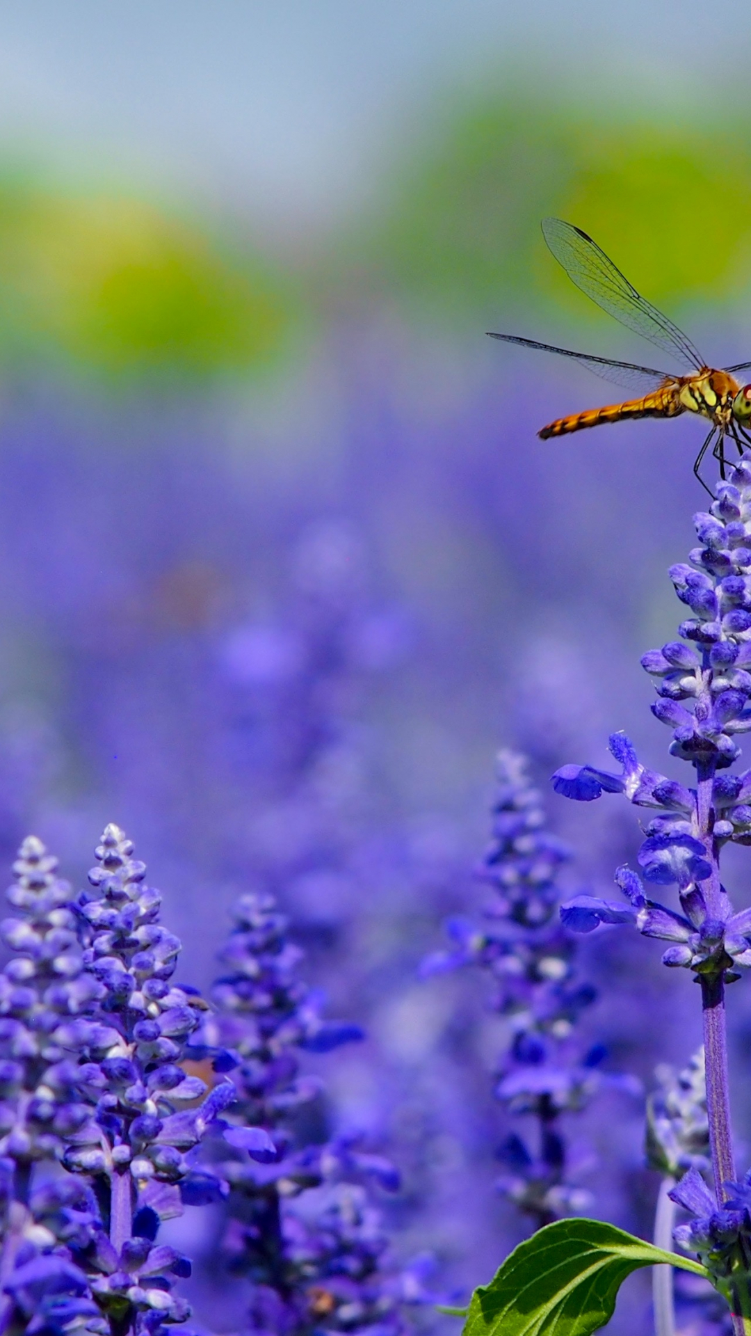Dragonfly On Lavender iPhone Wallpaper