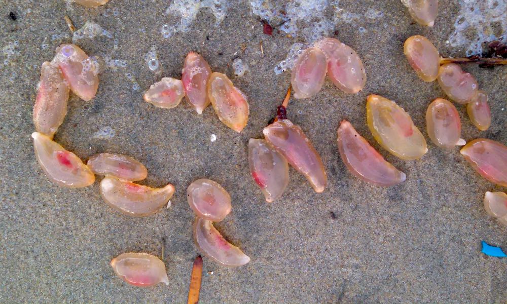 Hordes of Alien-Like Pink Blobs Wash up onto Southern California Beach