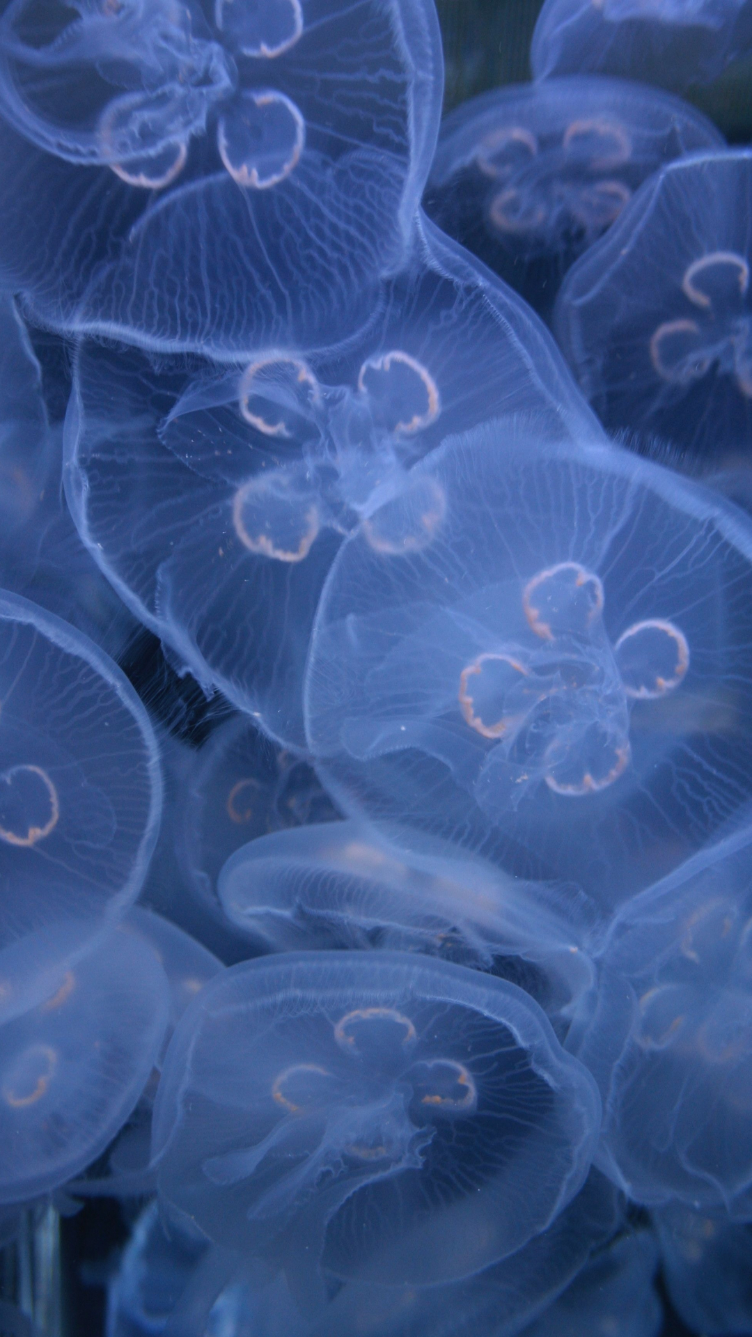 Jellyfish Bloom iPhone Wallpaper