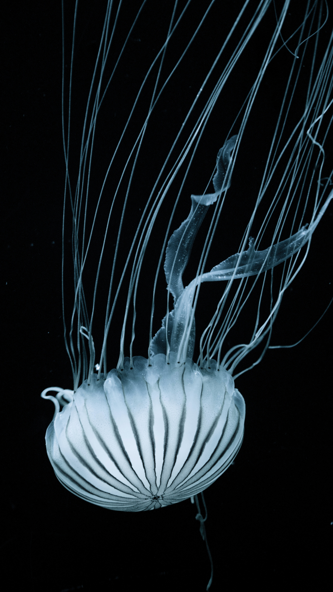 White Jellyfish iPhone Wallpaper