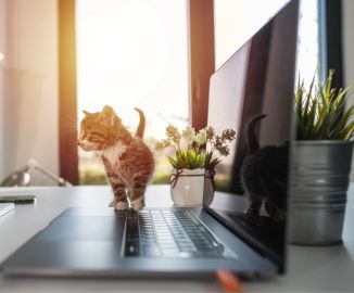 home laptop cat desktop