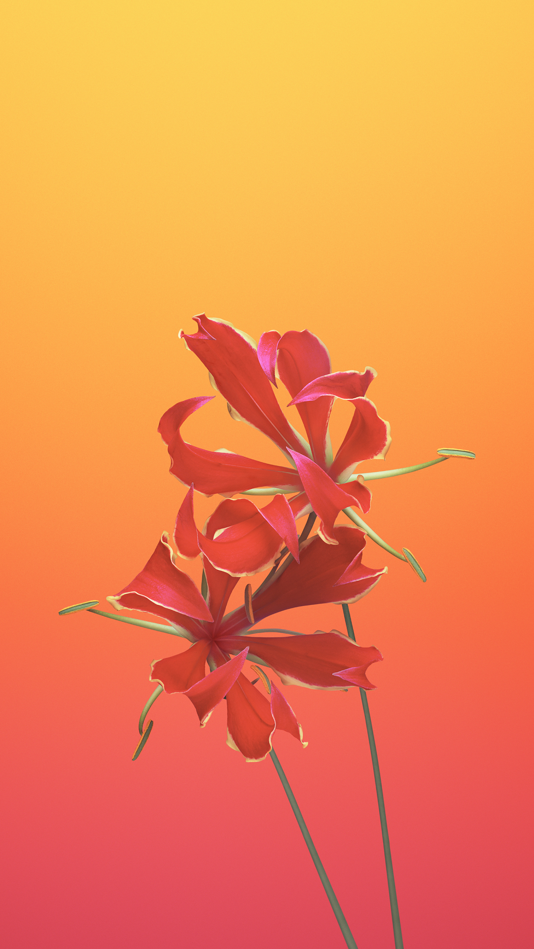 Flower Gloriosa iPhone Wallpaper