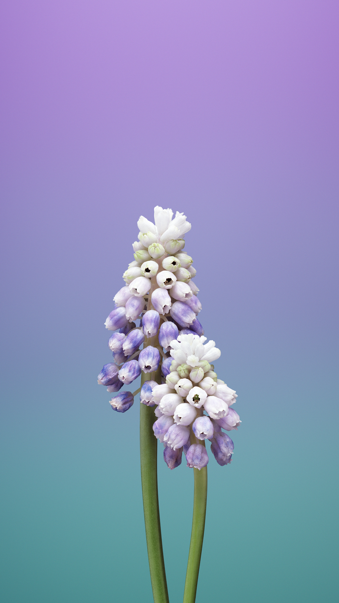 Flower Muscari iPhone Wallpaper