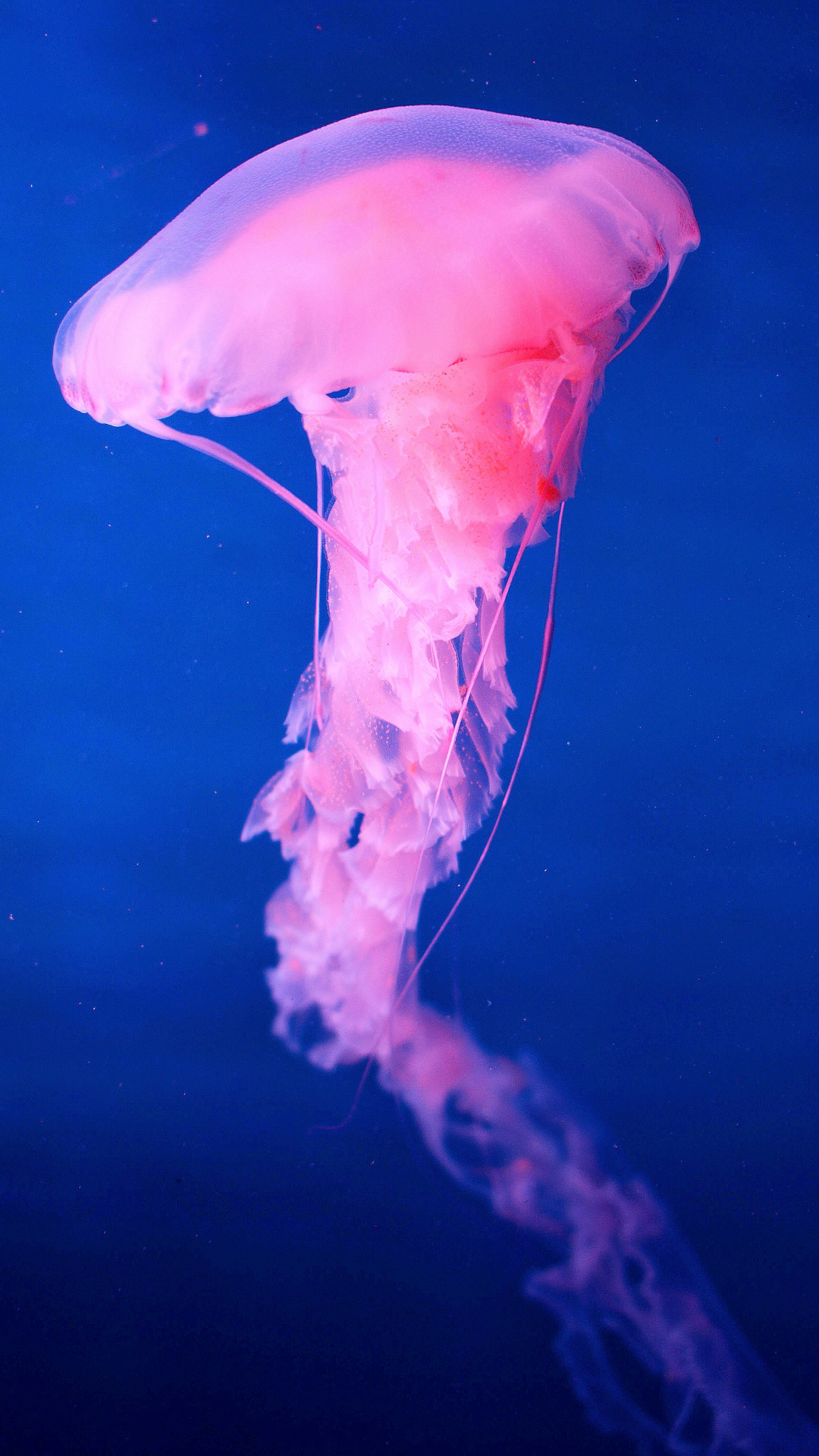 Jellyfish, Sea iPhone Wallpaper