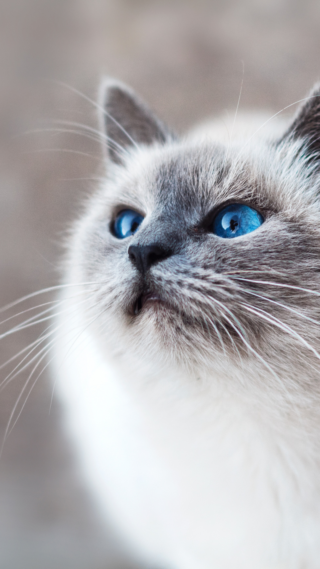 Startled Blue-Eyed Cat iPhone Wallpaper