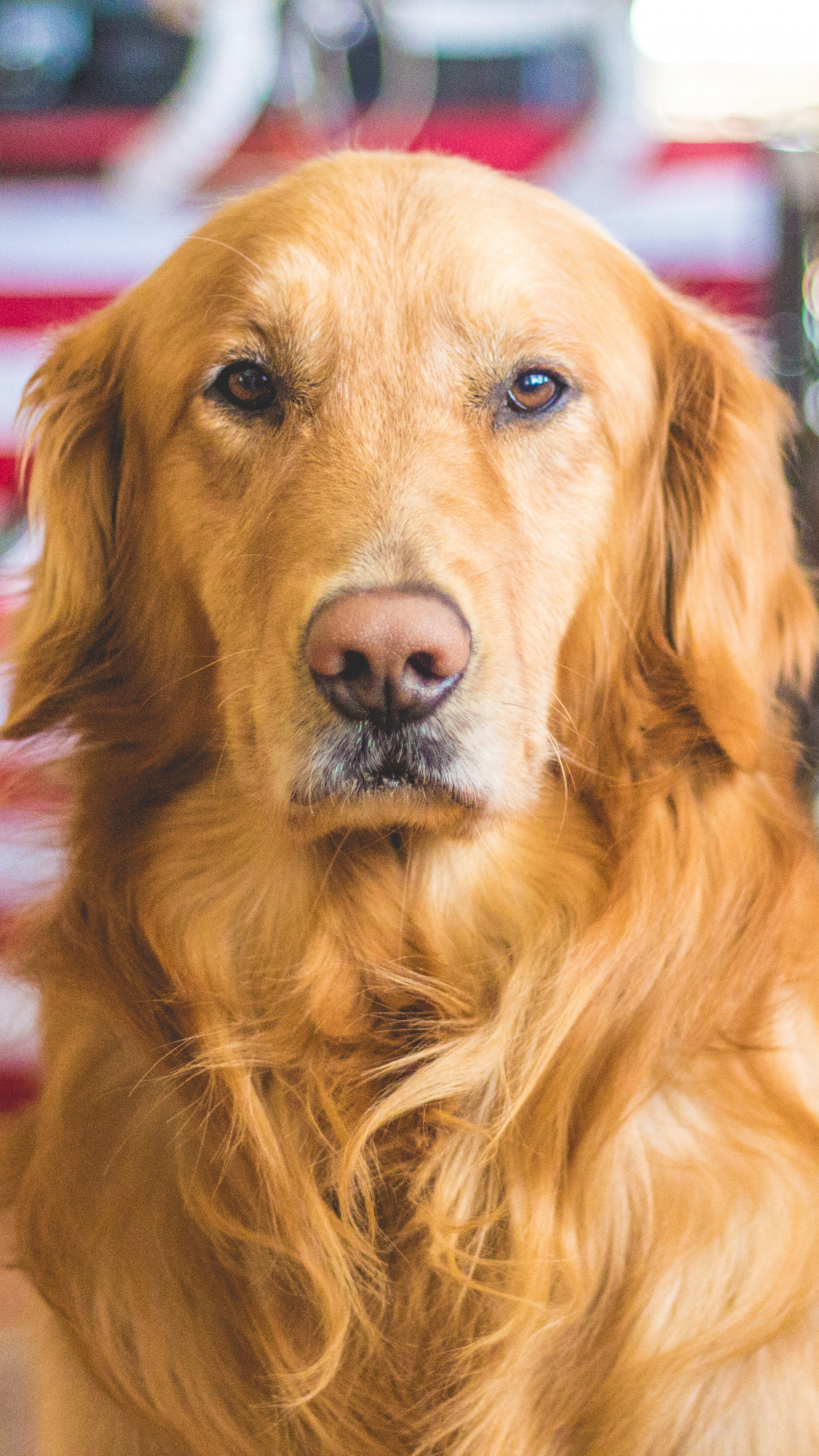 Dog, Golden Retriever Animal iPhone Wallpaper