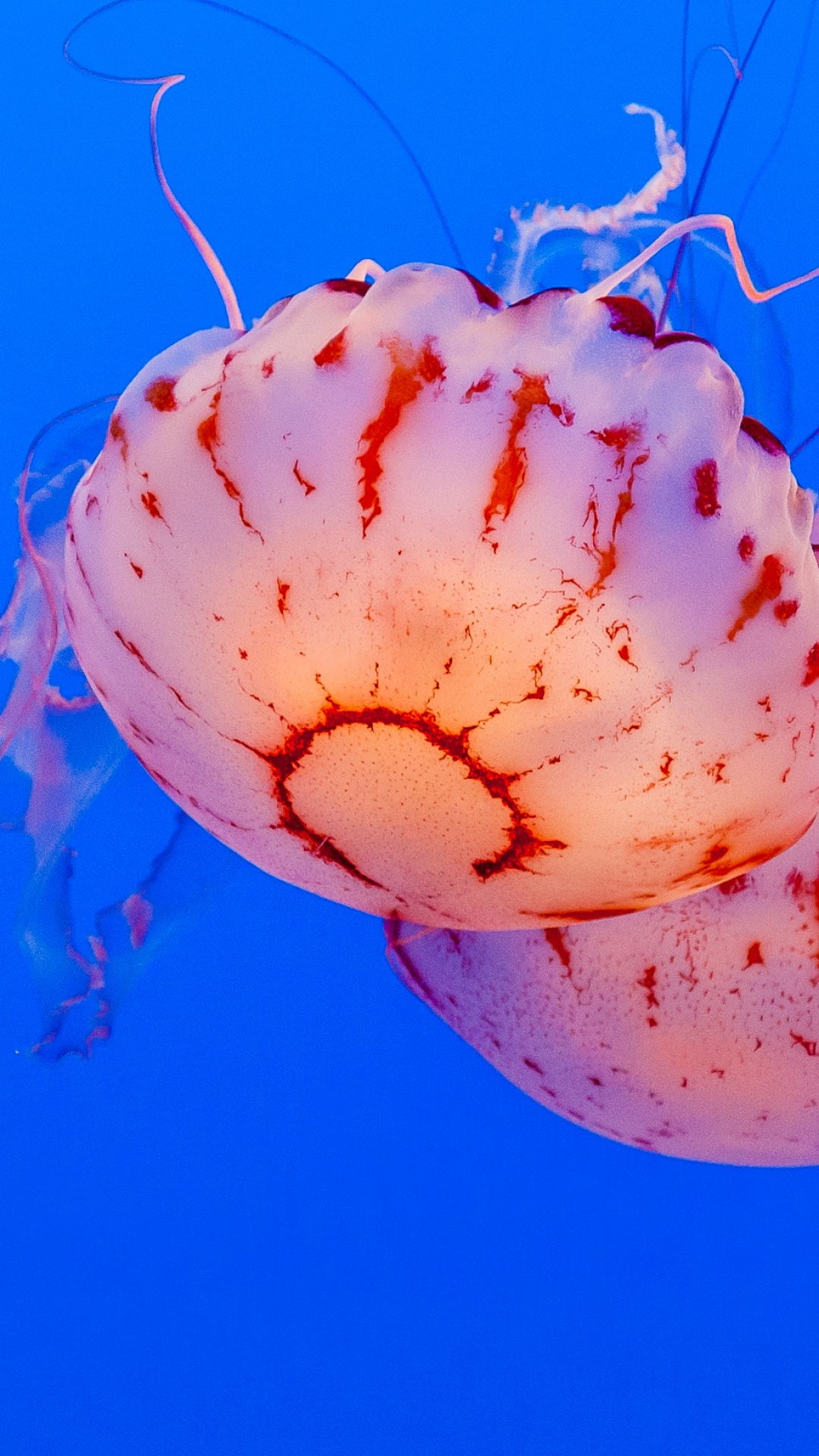 Jellyfish, Blue, Water iPhone Wallpaper