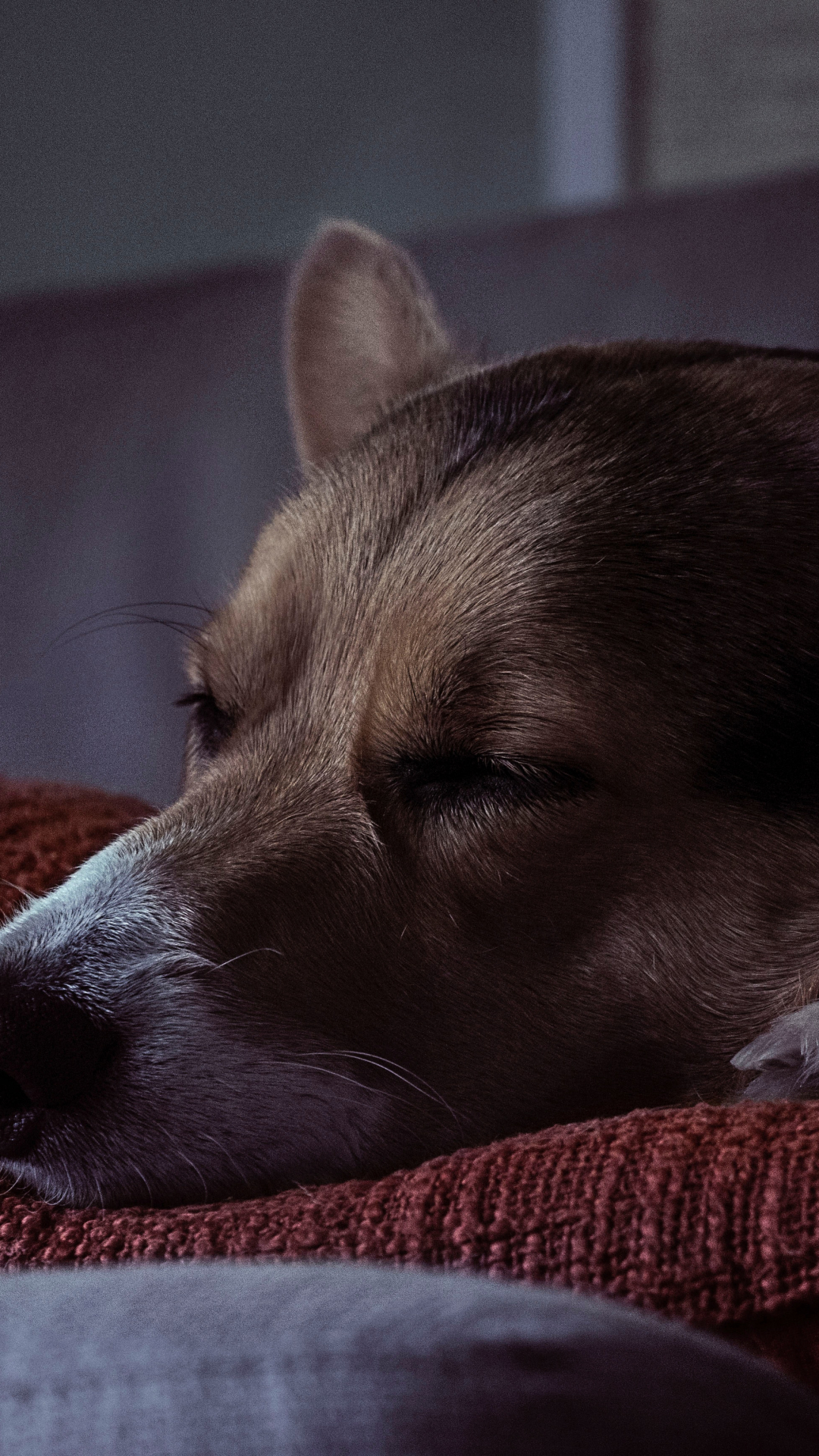 Sleepy Pup iPhone Wallpaper