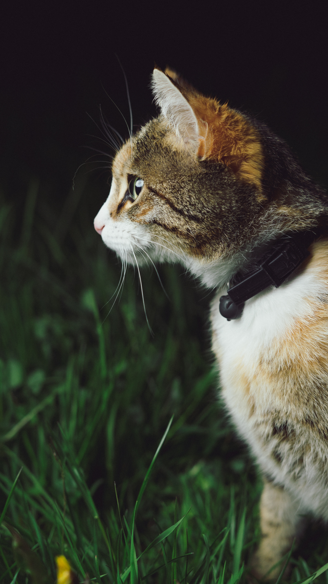 Cat In Green Grass iPhone Wallpaper