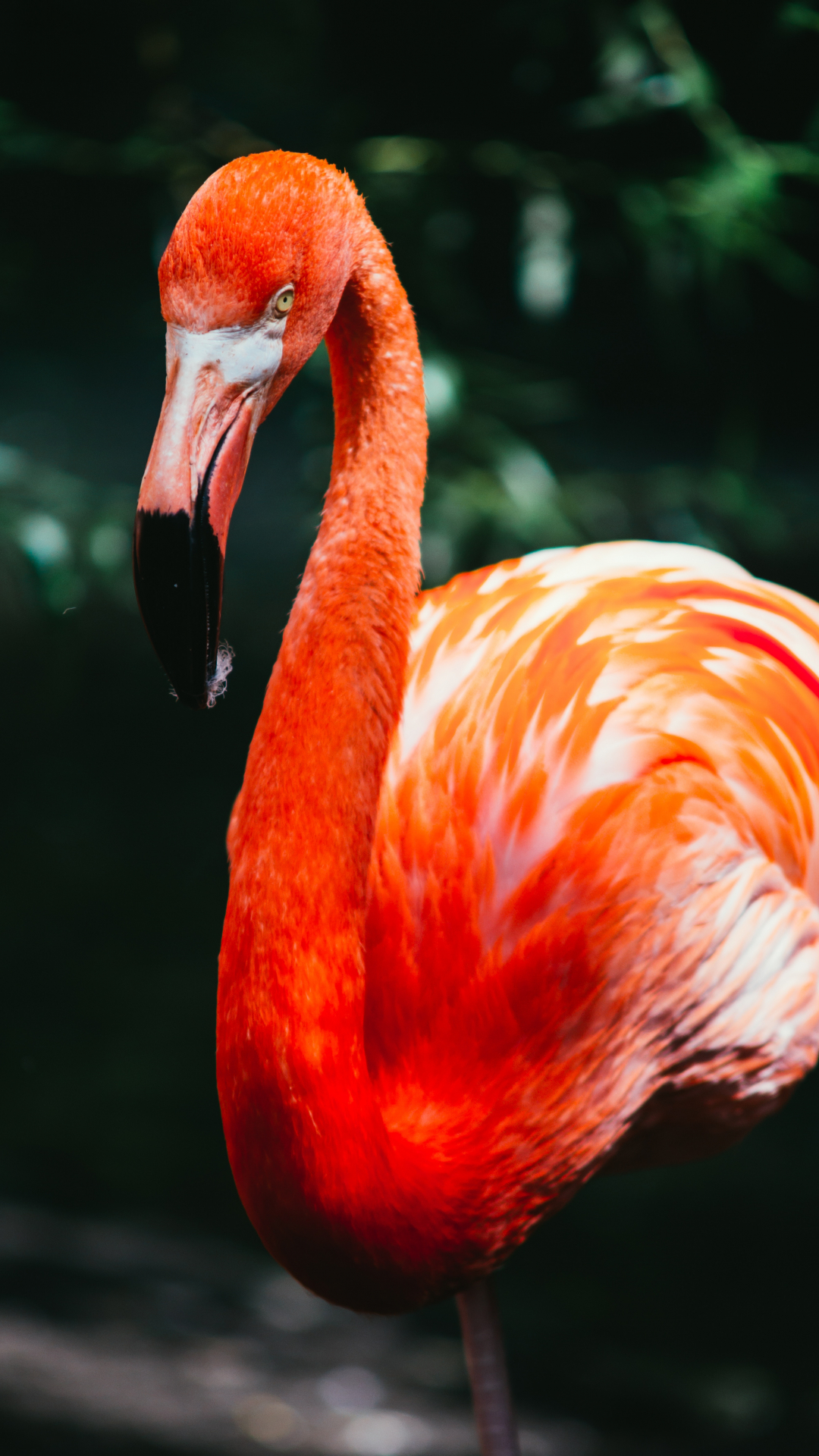 Flamingo, Bird, Exotic iPhone Wallpaper