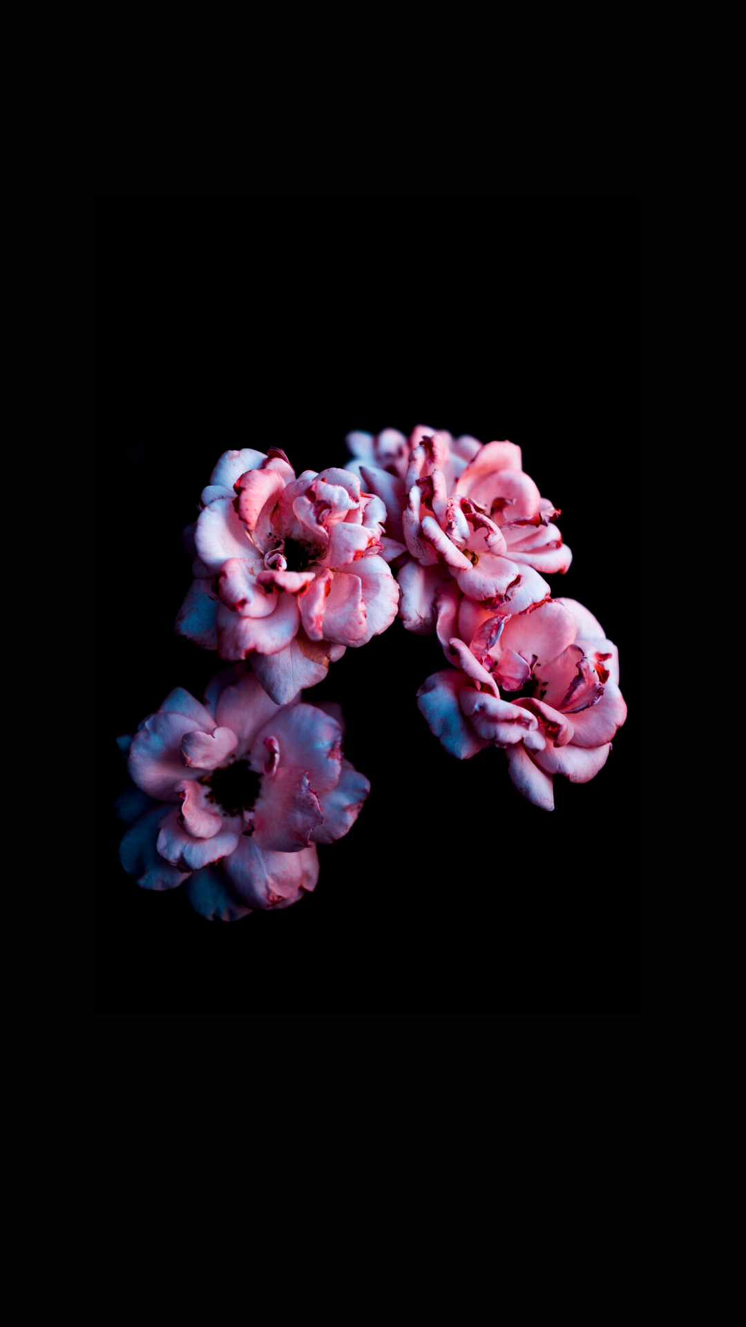 Flower, Petal, Bloom iPhone Wallpaper