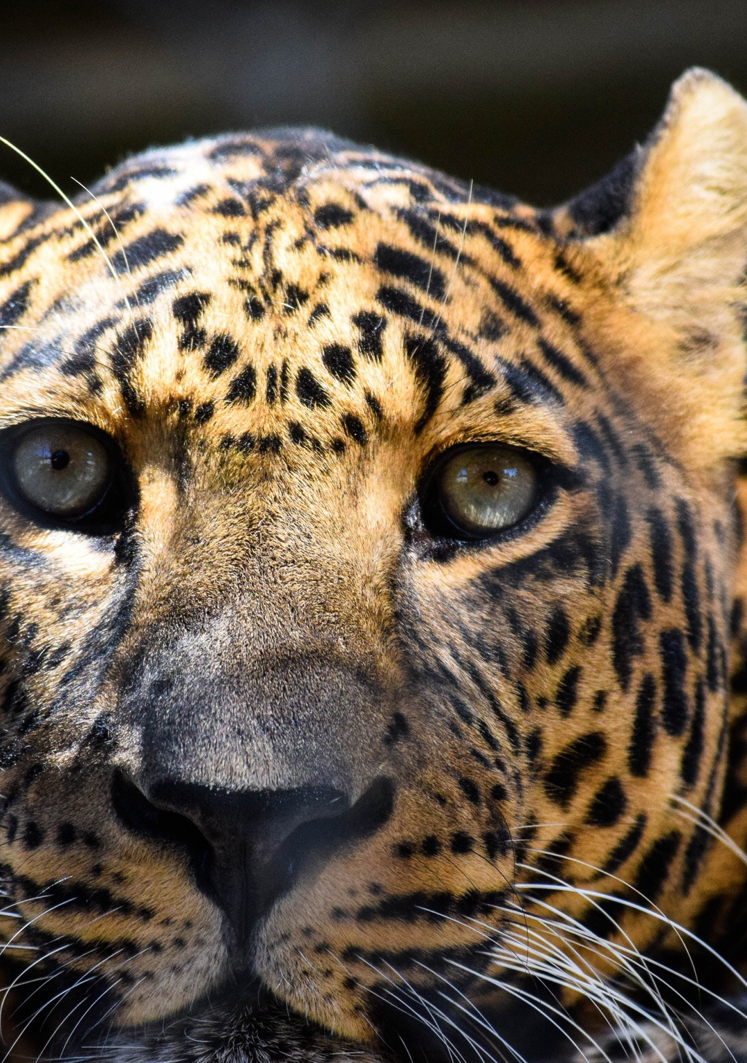 Leopard, Zoo iPhone Wallpaper