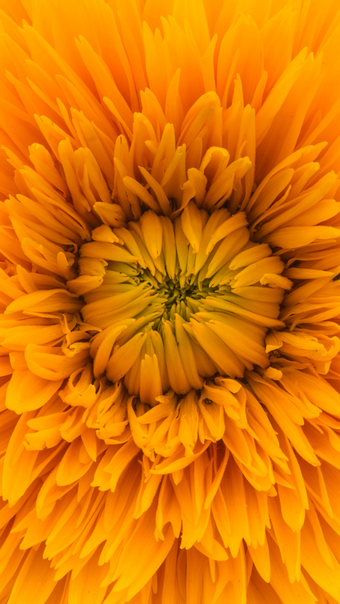 Sunshine Flower iPhone Wallpaper