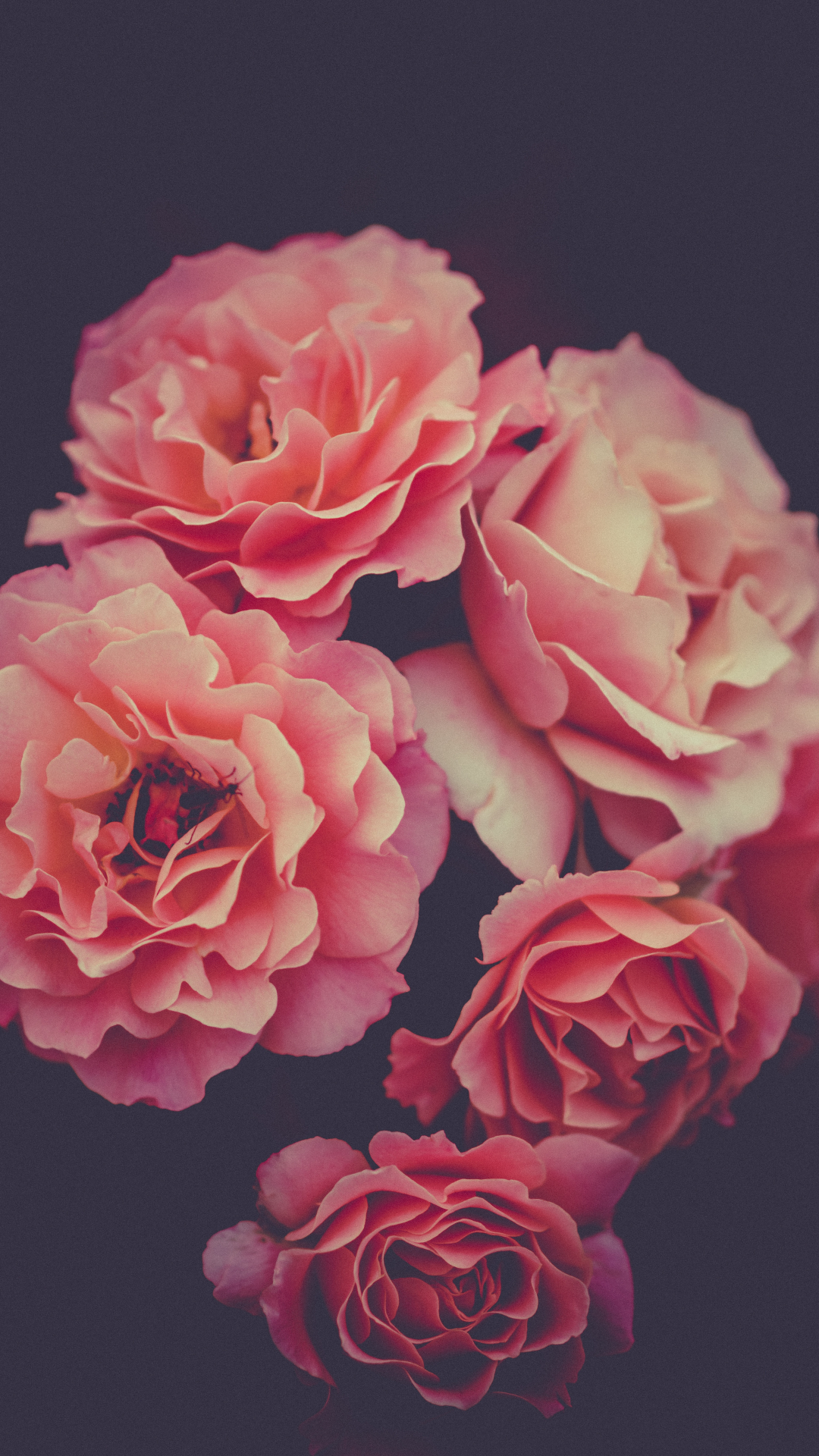 Rose Bouquet iPhone Wallpaper