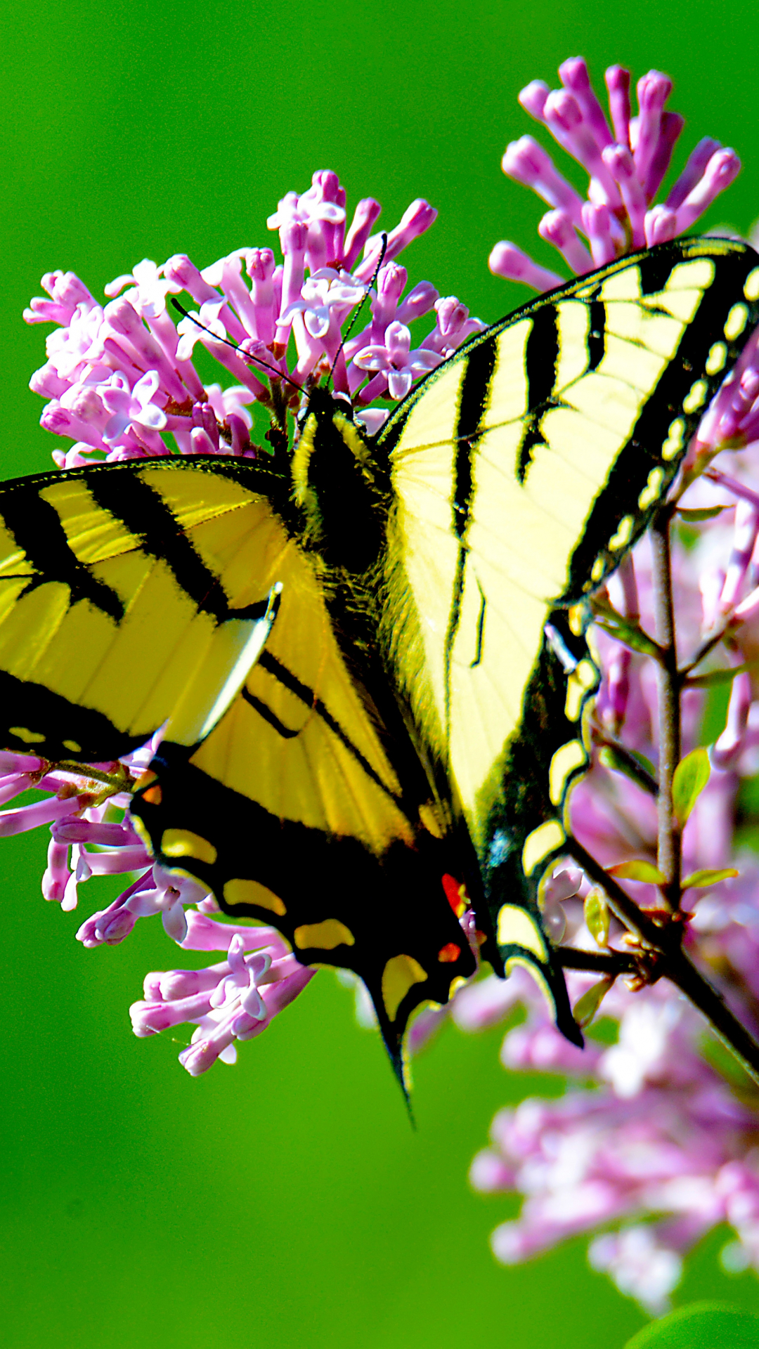Yellow Butterfly iPhone Wallpaper