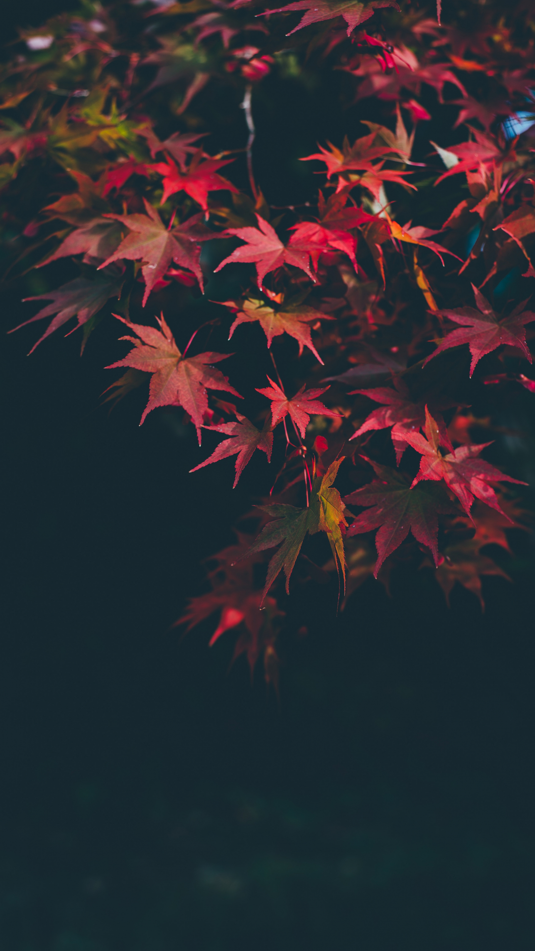 Red Autumnal iPhone Wallpaper