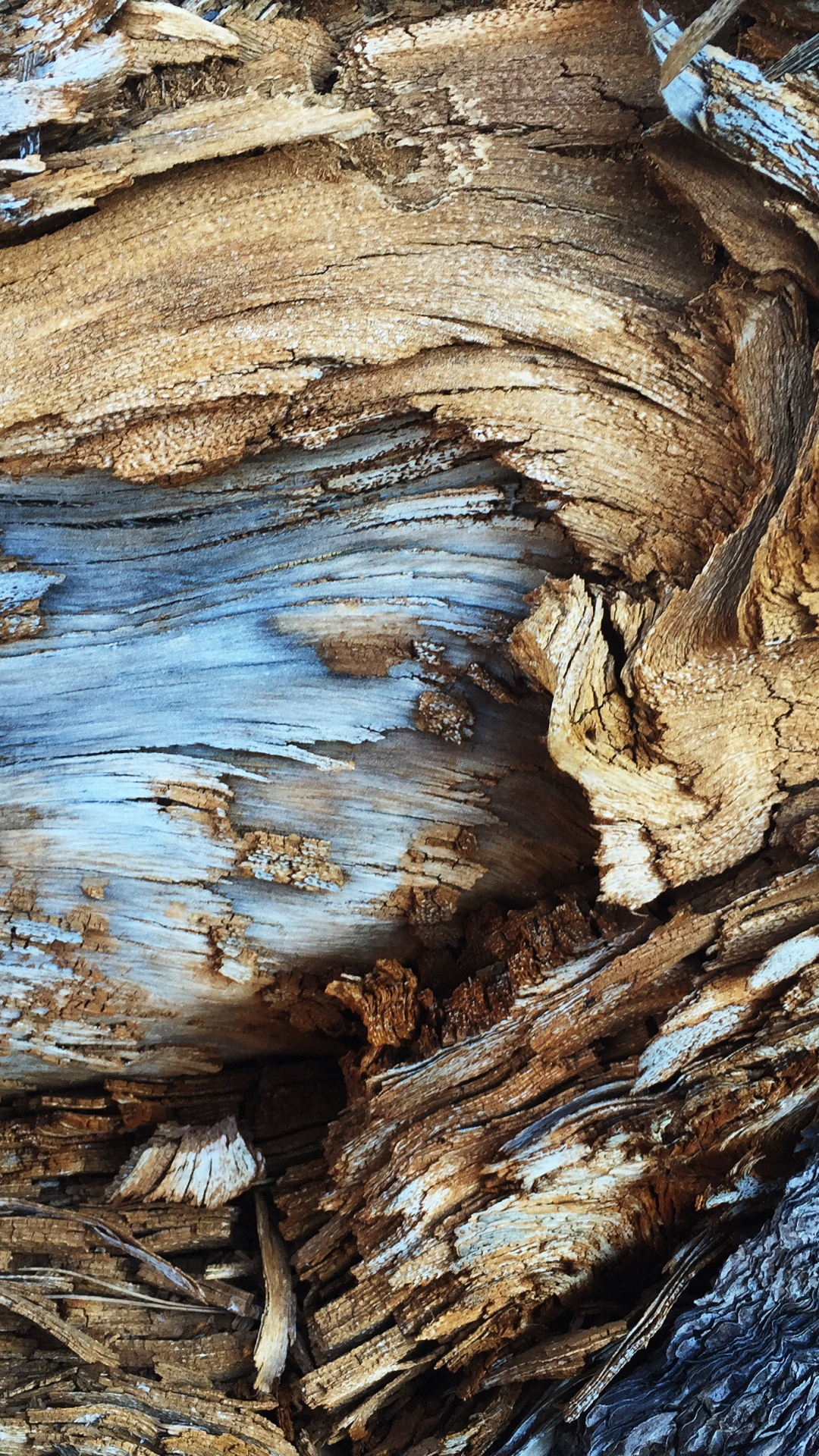 Tree Bark Pattern iPhone Wallpaper