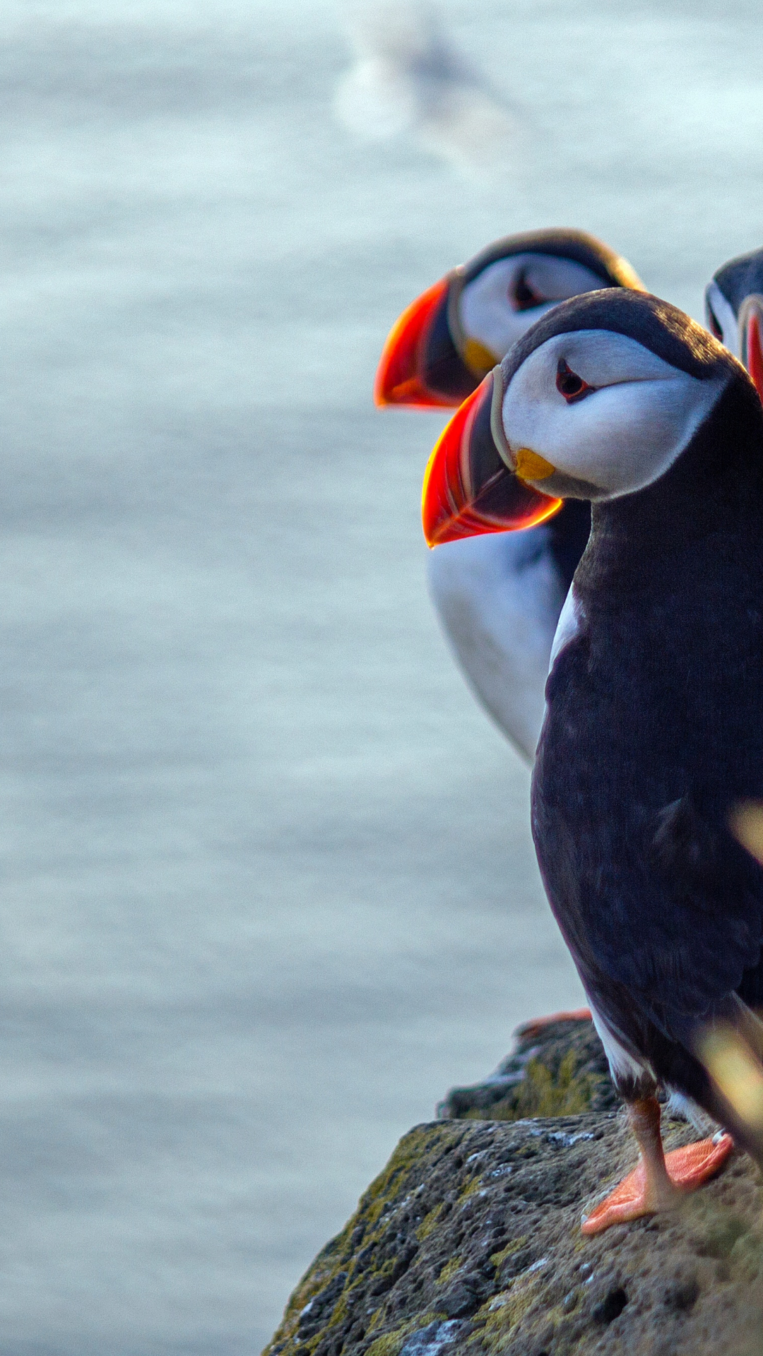 Parliament of Puffins iPhone Wallpaper