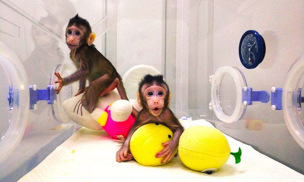 Chinese Scientists Successfully Clone a Monkey â€“â€“ Are We Next?