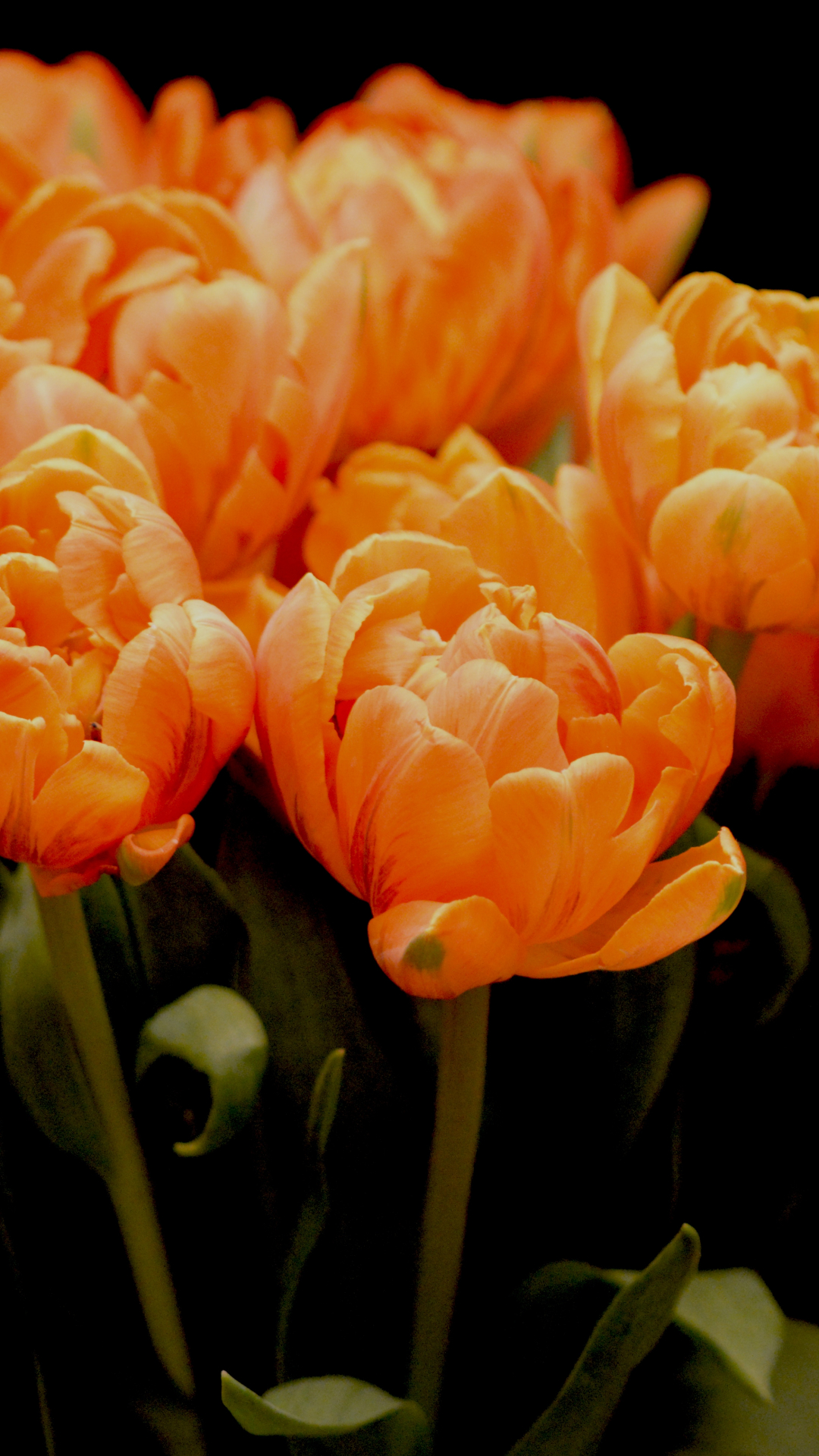 Tulips iPhone Wallpaper