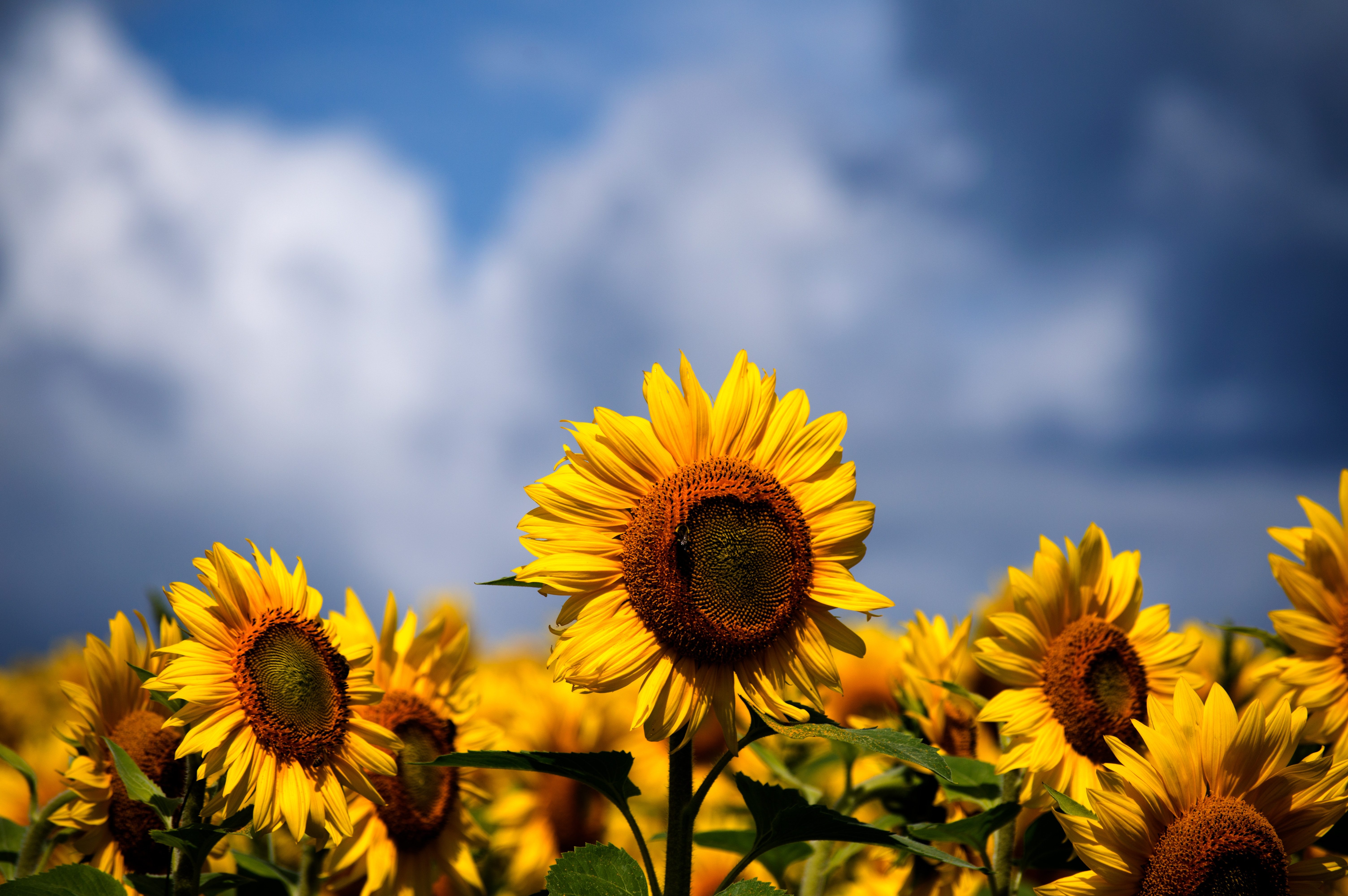 Sunflowers Iphone Wallpaper Idrop News