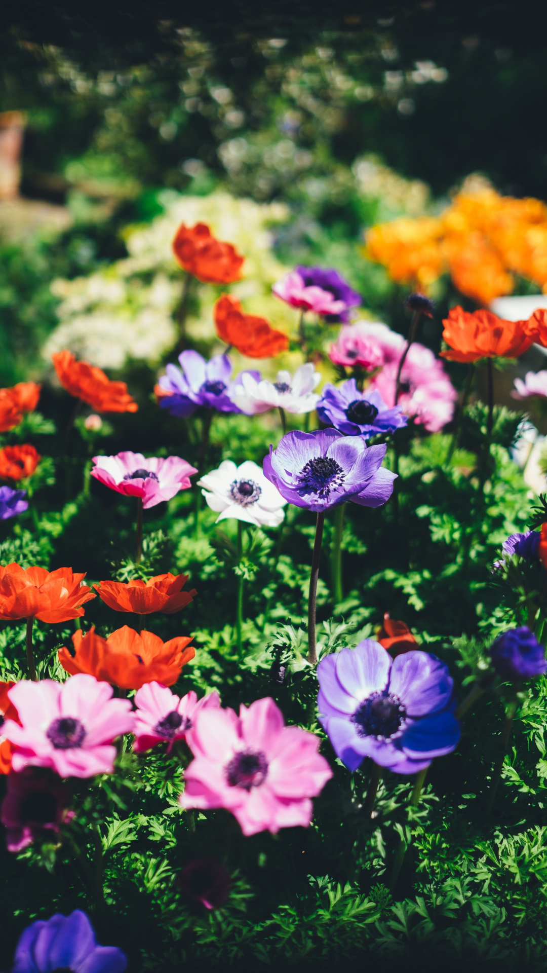 Botanical-Spring-Daytime iPhone Wallpaper
