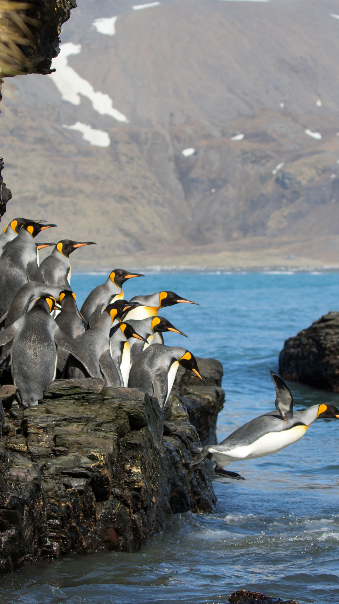 King Penguins Diving iPhone Wallpaper
