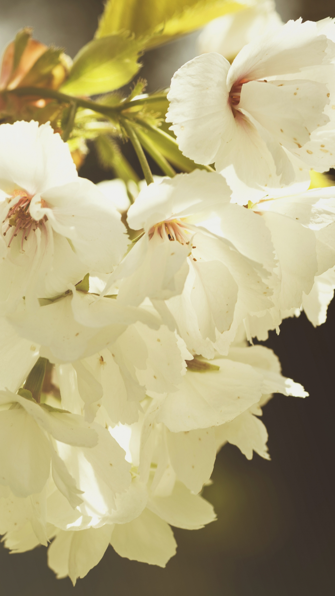 White Blossom Clump iPhone Wallpaper