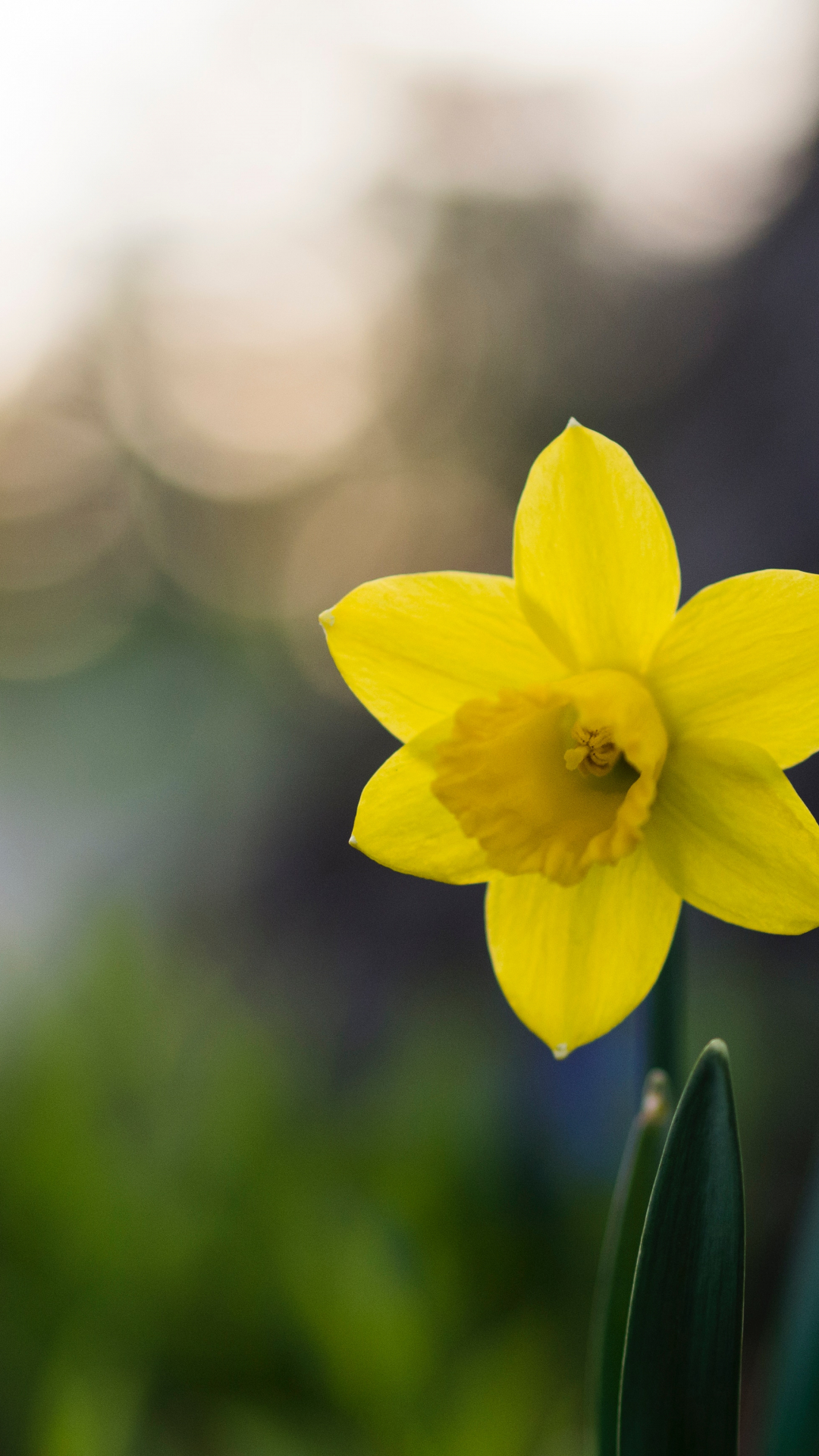 Daffodil-Macro iPhone Wallpaper