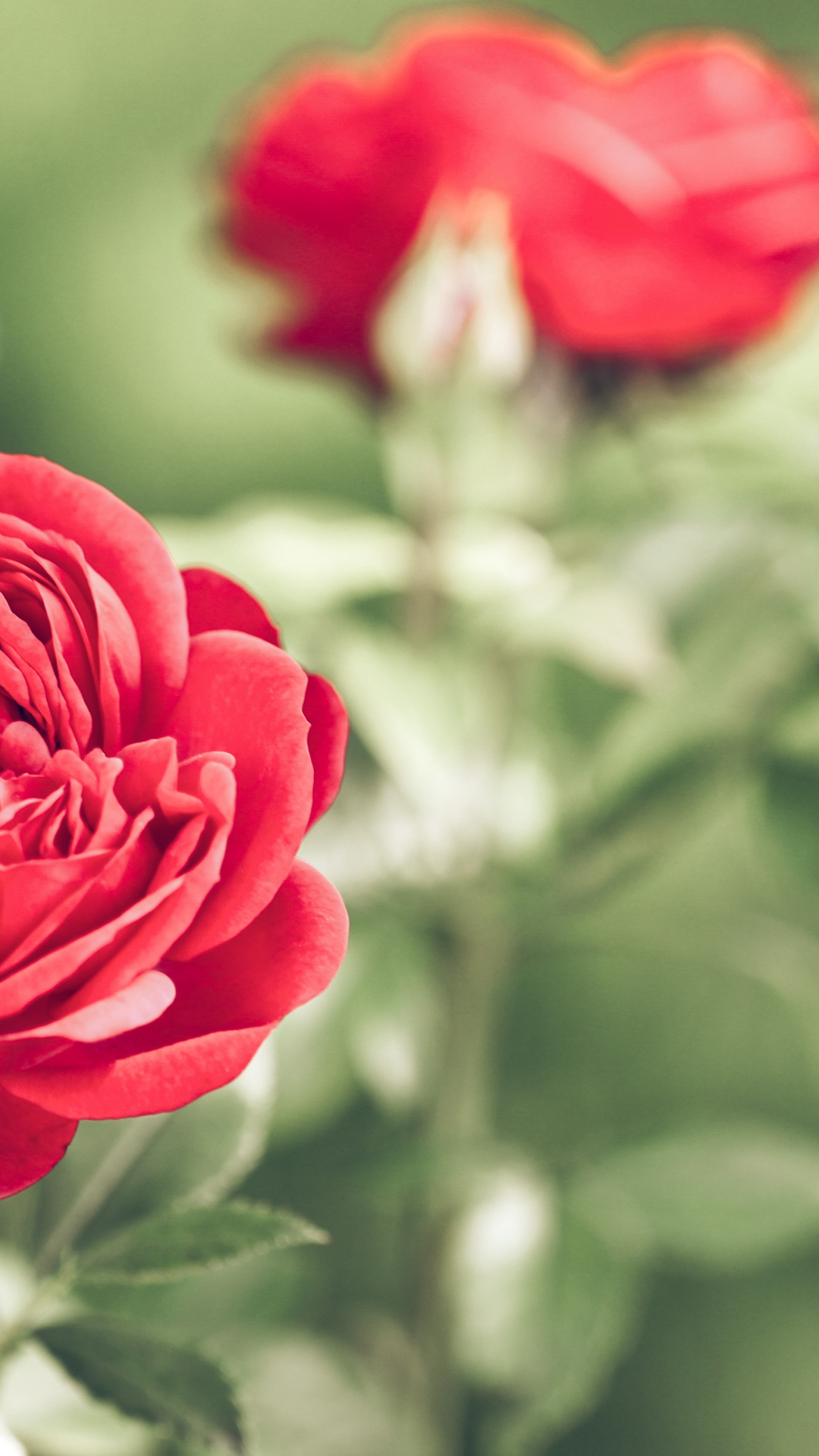 Red Roses iPhone Wallpaper