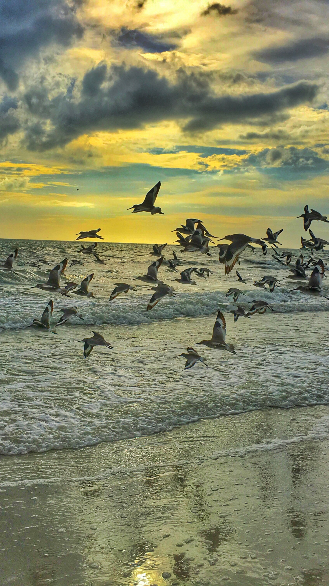 Flock Of Birds iPhone Wallpaper