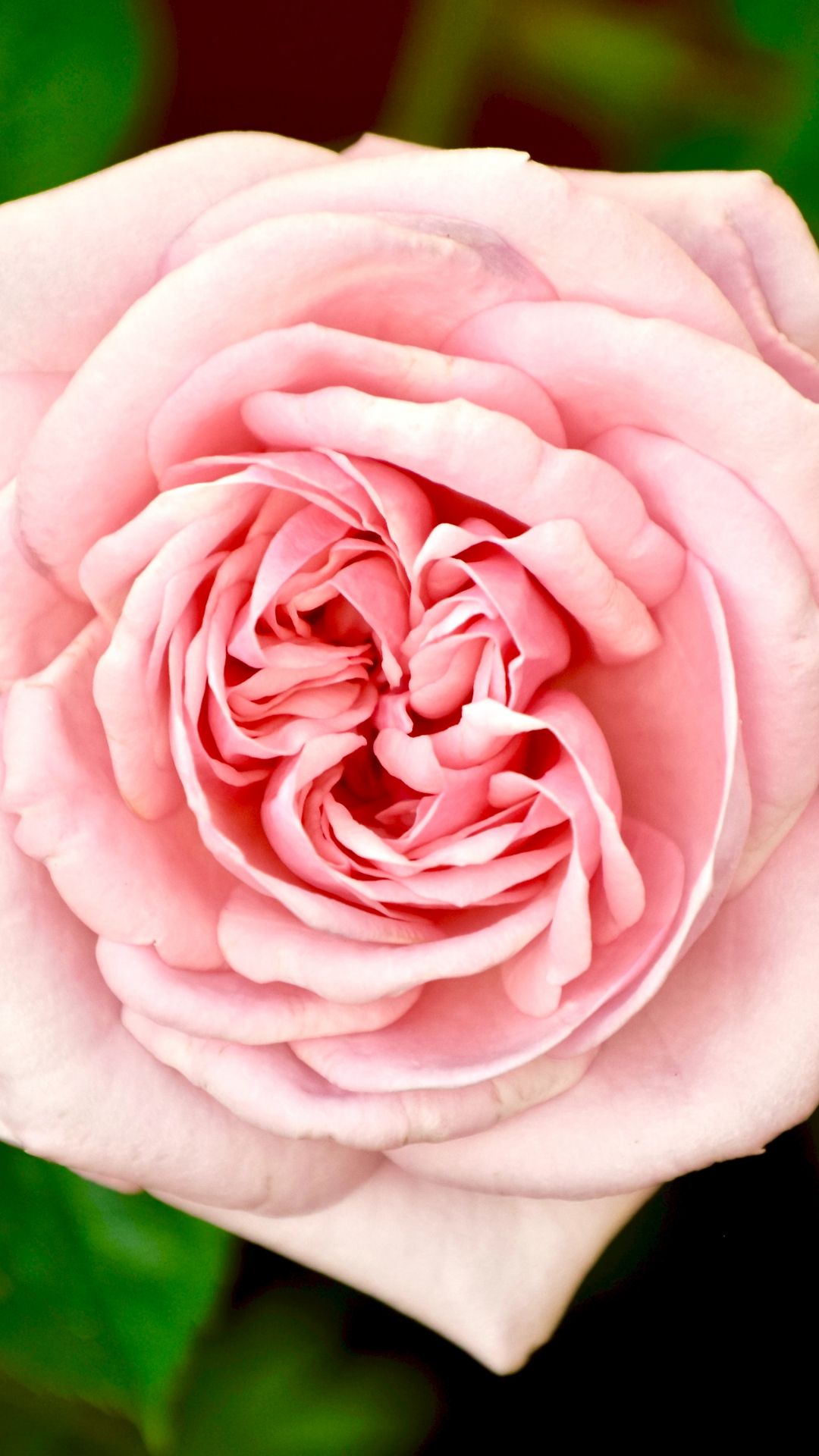 Charming Pink Rose iPhone