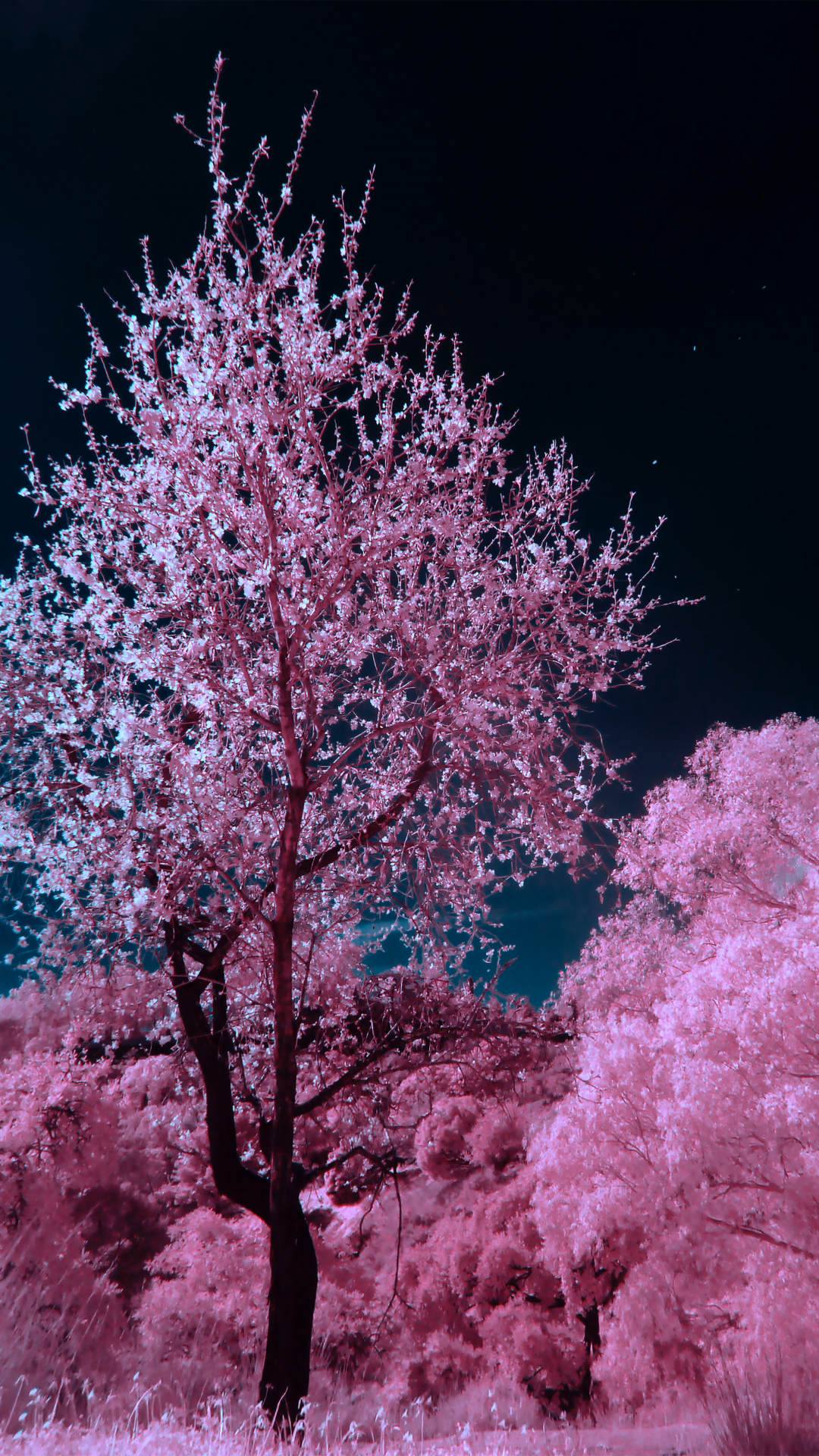 Blossoms iPhone Wallpaper