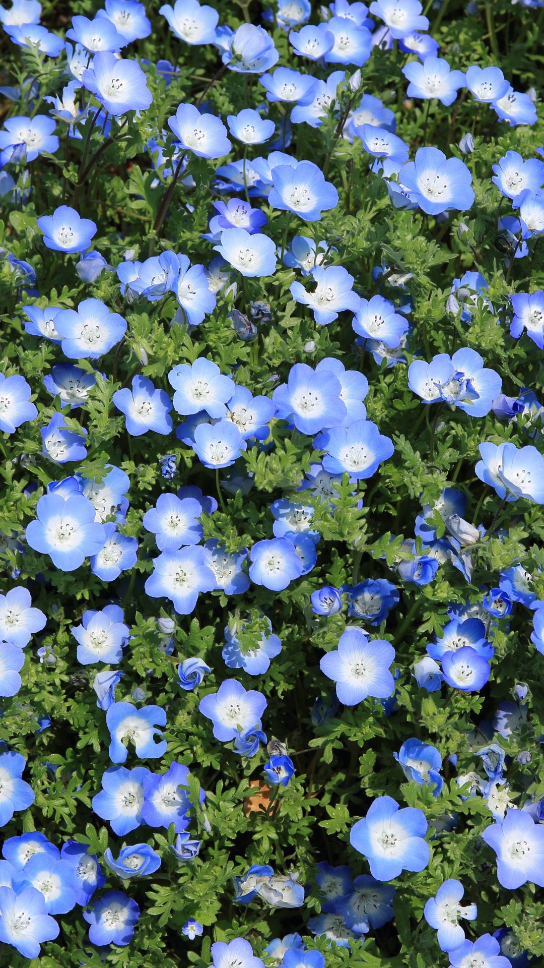 Blue Flax Bed iPhone Wallpaper