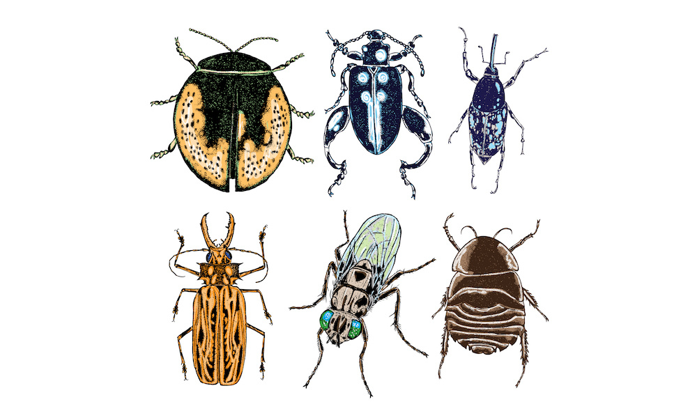 Bug Drawing Illustration
