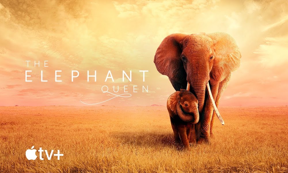 Apple TV Elephant Queen