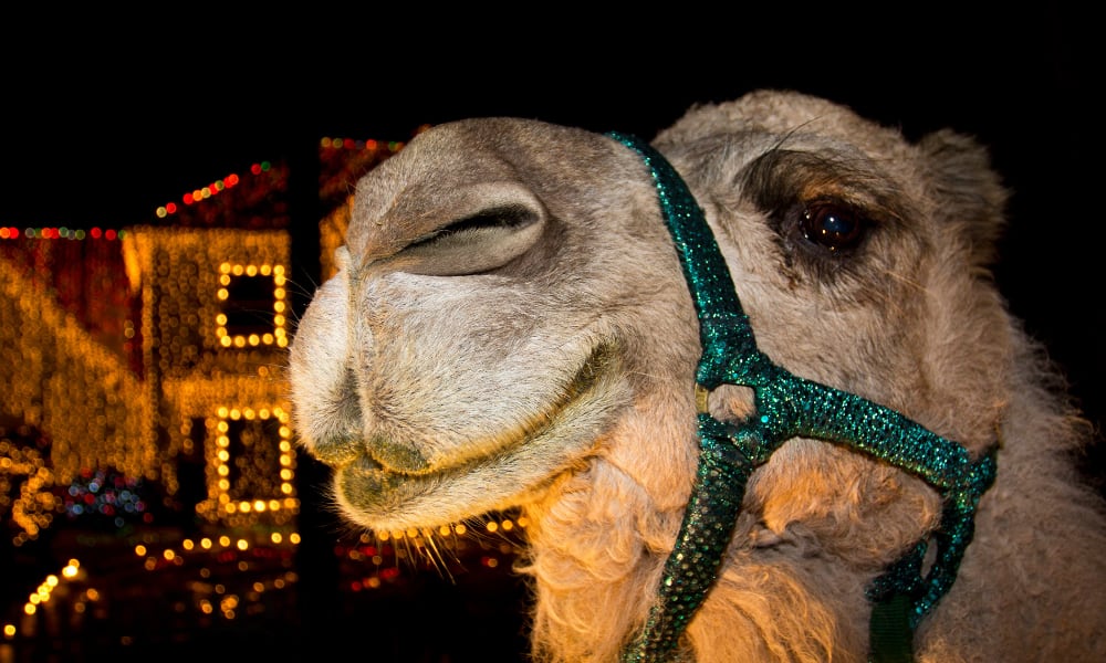 Twas the Fight Before Christmas Camel