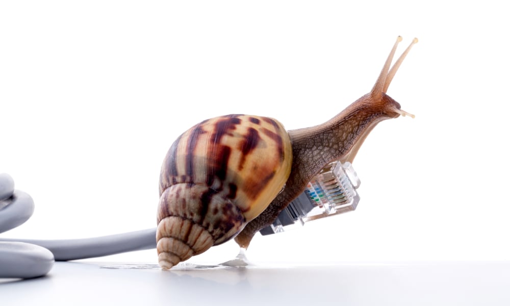 Snail on Ethernet cable