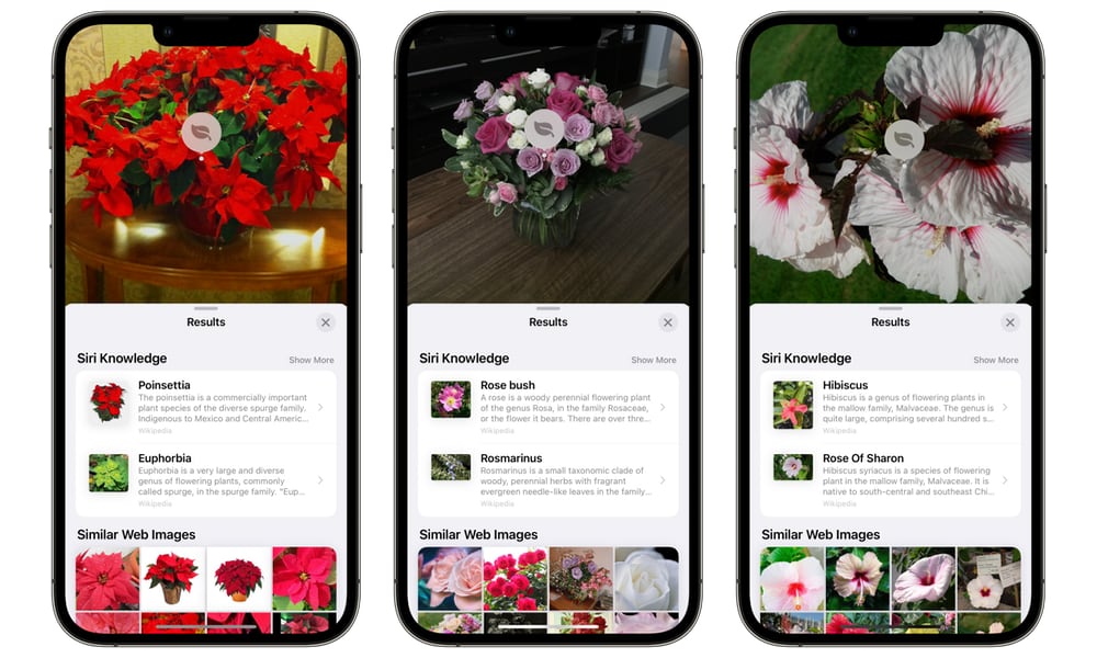 iOS 15.4 Visual Look Up Flowers