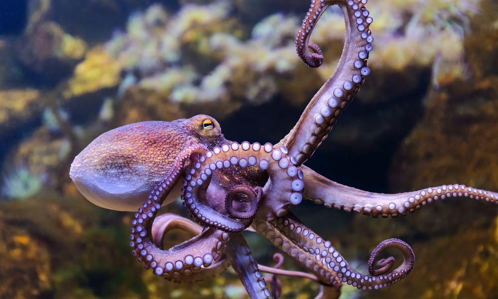 Adult Octopus
